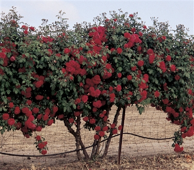 Cl Don Juan Climbing Rose