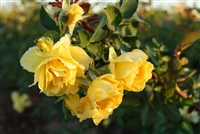 Cl Good Day Sunshine&#0153 Climbing Rose