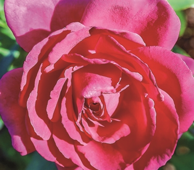 Cl High Society Climbing Rose