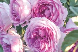 Cl Lavender Crush Climbing Rose