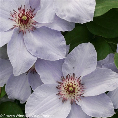 Clematis Purple Still Waters