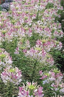 Cleome