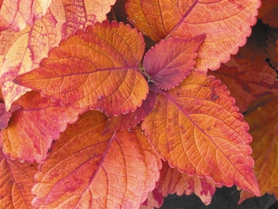 ColorBlaze&reg; 'Sedona' Coleus Solenostemon