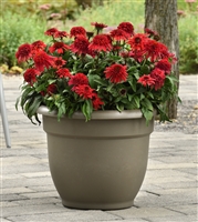 Coneflower Echinacea 'Double Scoop Strawberry Deluxe'
