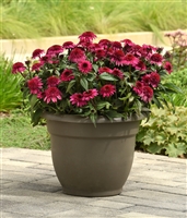 Coneflower Echinacea 'Double Scoop Watermelon Deluxe'