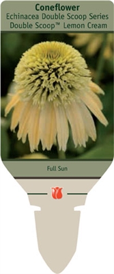 Coneflower Echinacea 'Double Scoop Lemon Cream'