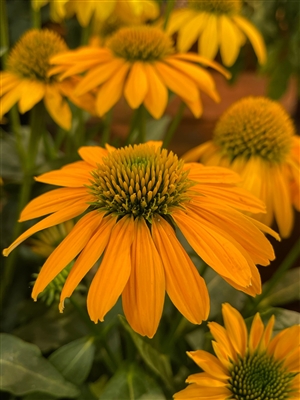 Coneflower Echinacea Artisan Yellow Ombre