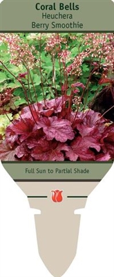 Coral Bells Heuchera 'Berry Smoothie'