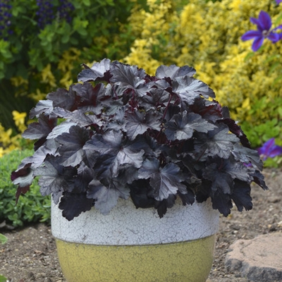 Coral Bells 'PrimoÂ® 'Black Pearl' Heuchera