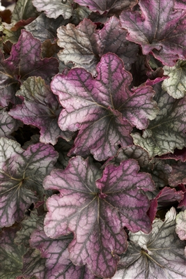 Coral Bells Dolce&reg; 'Blackberry Ice' Heuchera hybrid