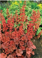 Coral Bells 'Cherry Cola' Heuchera