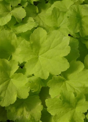 Coral Bells 'Citronelle' Heuchera