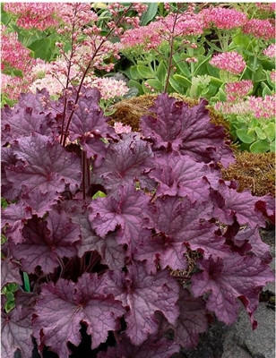 Coral Bells 'Grand Amethyst' Heuchera