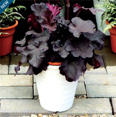 Heuchera 'Northern Exposureâ„¢ Black'