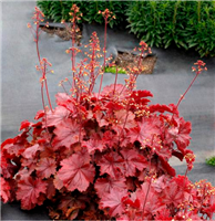 Heuchera 'Northern Exposureâ„¢ Red'