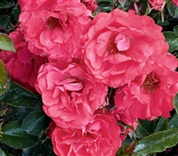 Shrub Rose The Coral Drift&reg; Rose