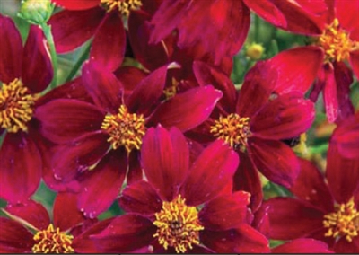 Coreopsis Hybrida Permathread Red Satin PPAF