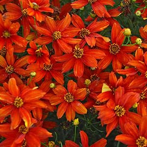 Coreopsis Verticillata 'Sizzle & Spice Crazy Cayenne'