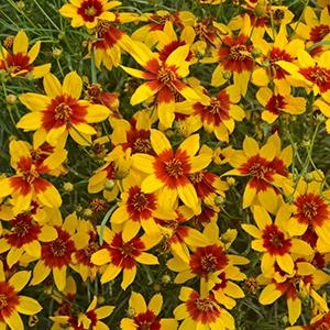 Coreopsis Verticillata 'Sizzle & Spice Crazy Curry Up'