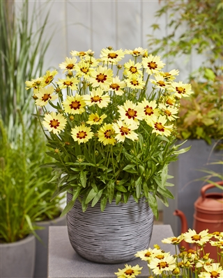 Coreopsis Solar Moon