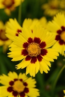 Coreopsis grandiflora 'Sunkiss'