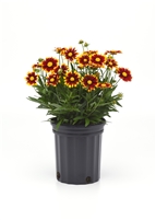 Coreopsis Hybrida 'UpTickâ„¢ Red' Tickseed