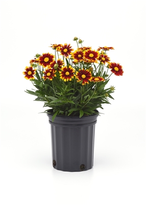 Coreopsis 'UpTick Red'