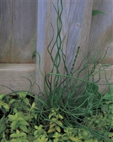 Spiralis Corkscrew Rush Juncus effusus