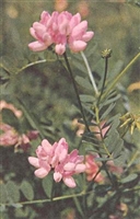 Crown Vetch