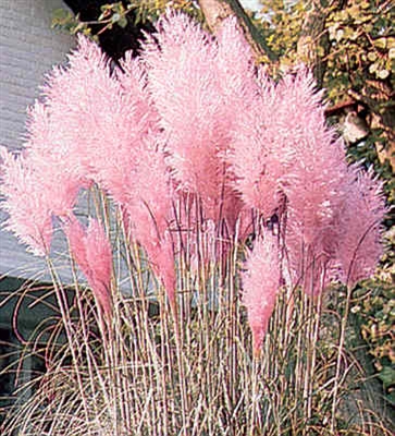 Cortaderia Feather Pink Grass