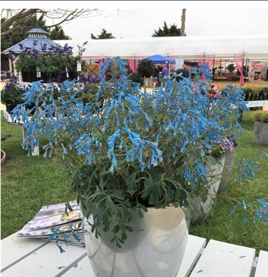 Corydalis Flexuosa 'Hillierâ„¢' Porcelain Blue'