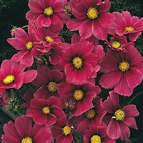 Cosmos Sonata Carmine