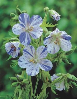 Geranium Pratense 'Delft Blue' Cranesbill