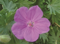Geranium Sanguineum 'Vision Violet' Cranesbill