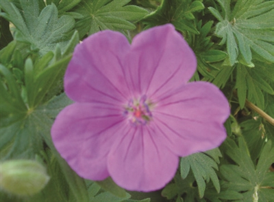 Geranium Sanguineum 'Vision Violet' Cranesbill