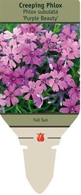 Creeping Phlox subulata 'Purple Beauty'