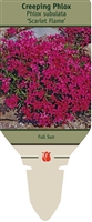 Creeping Phlox subulata 'Scarlet Flame'