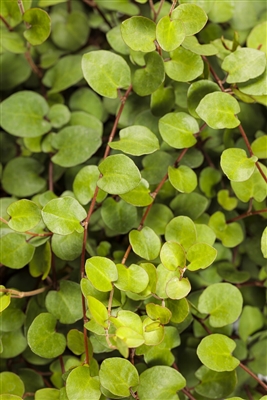 Creeping Wire Vine - Muehlenbeckia complexa