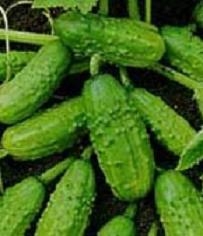 Cucumber for Pickling
