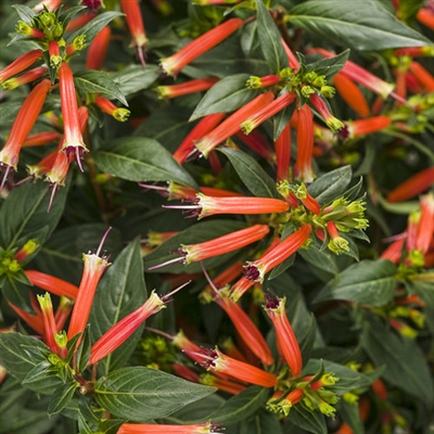 Cuphea hybrid Large Firecracker Plant Vermillionaire