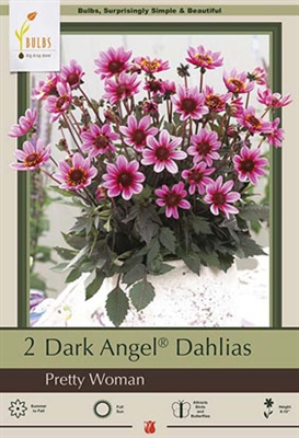 Dahlia Dark Angel 'Pretty Woman'