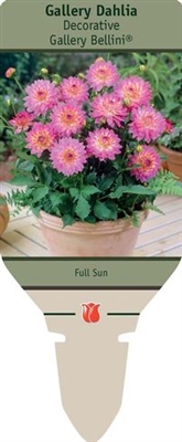 Dahlia Decorative 'Gallery Bellini' PP14,162