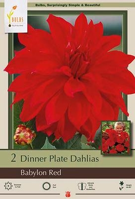 Dahlia Decorative Dinner Plate 'Babylon Red'