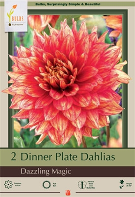 Dahlia Decorative Dinner Plate 'Dazzling Magic'