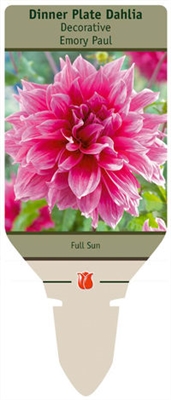 Dahlia Decorative Dinner Plate 'Emory Paul'