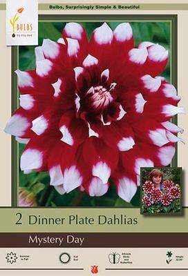 Dahlia Decorative Dinner Plate 'Mystery Day'