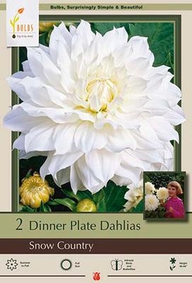 Dahlia Decorative Dinner Plate 'Snow Country'