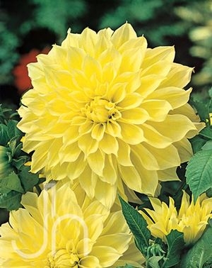 Dahlia Dinnerplate Kelvin Floodlight