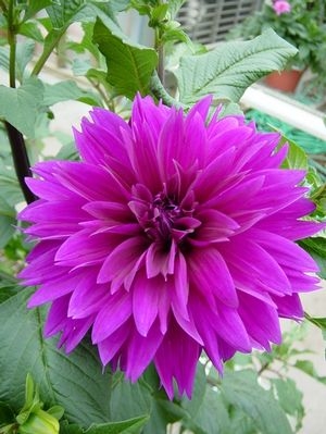 Dahlia Dinnerplate Lavender Perfection