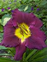 Daylily Hemerocallis 'Bela Lugosi'